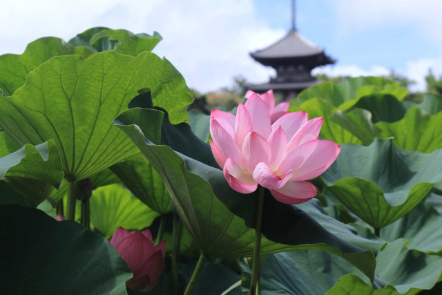 横浜・三溪園　「早朝観蓮会」【横浜市】